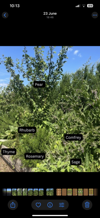 Companion planting food forest style 