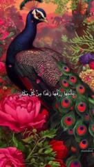 Rabia Limam