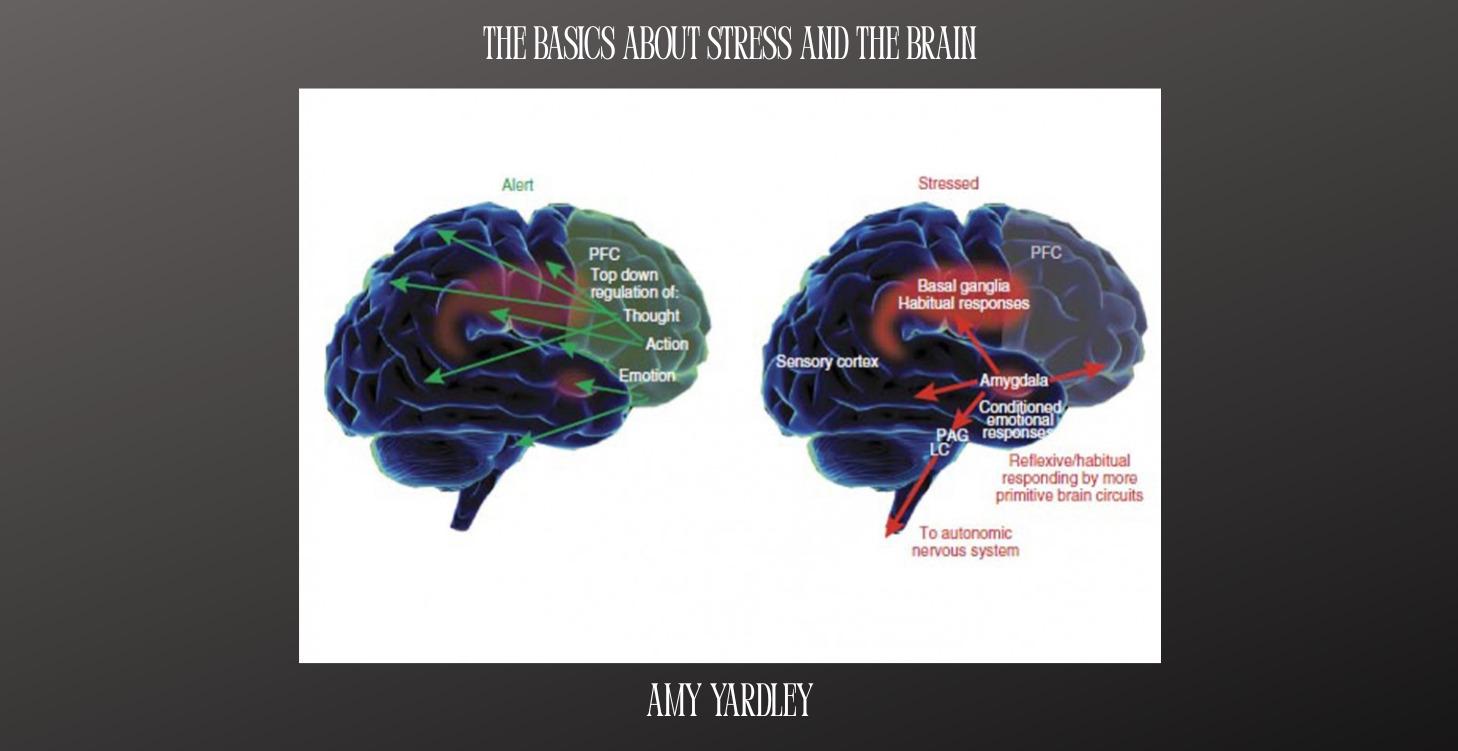 The Basics About Stress and the Brain
