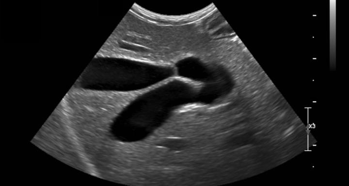 The Imaging Vet Club