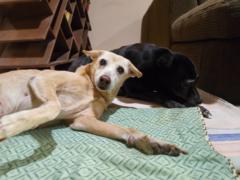 Sanchita Dwarakanath