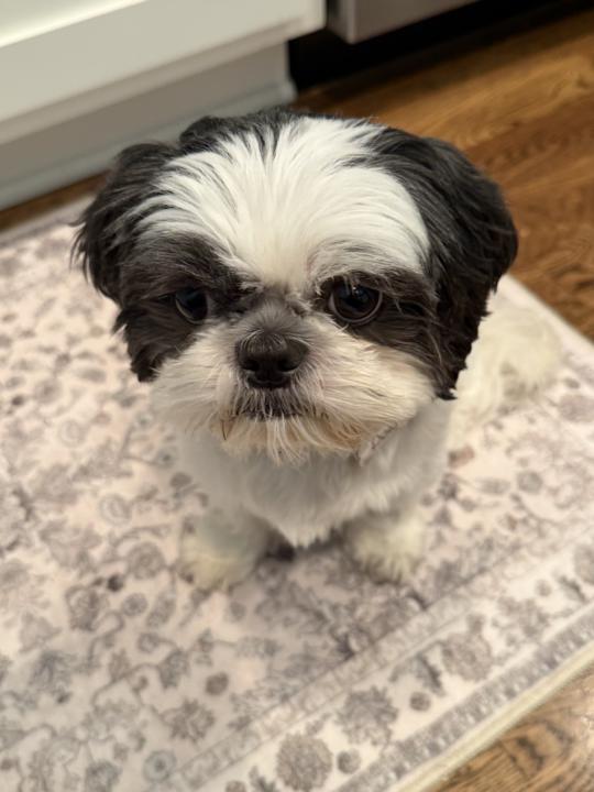 2 Dog Questions