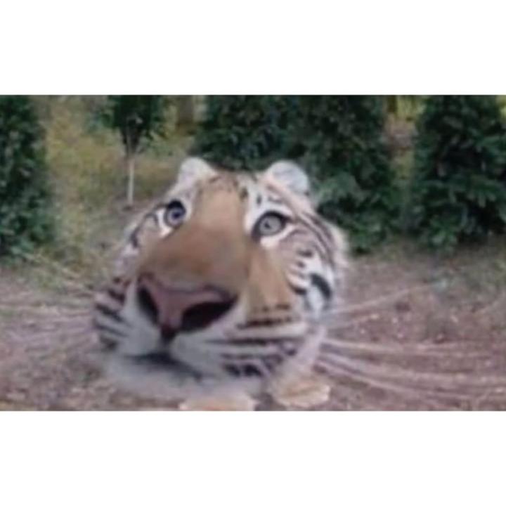 Dika Dwi permana
