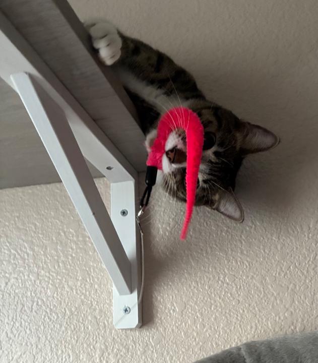 Liliuokalani Hiraide