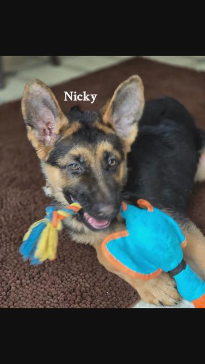 Our Little Nicky Junior