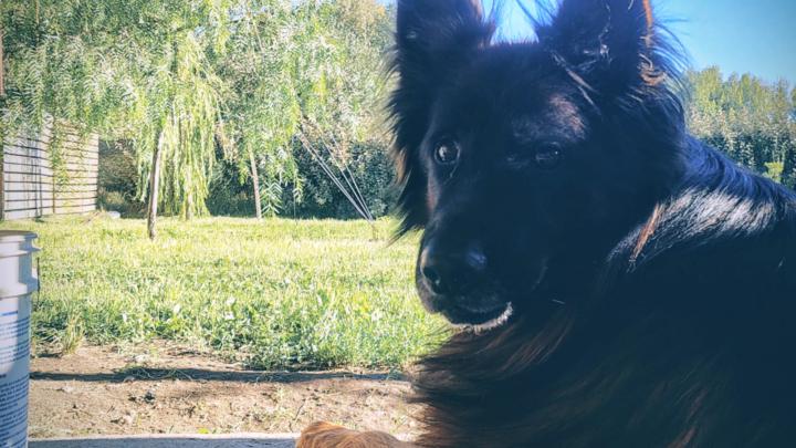 Big News...dropping in the dog house 