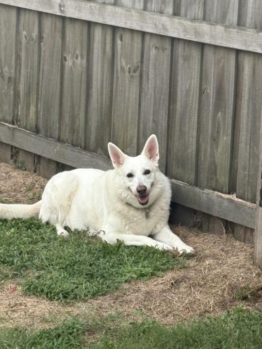 Nikita 