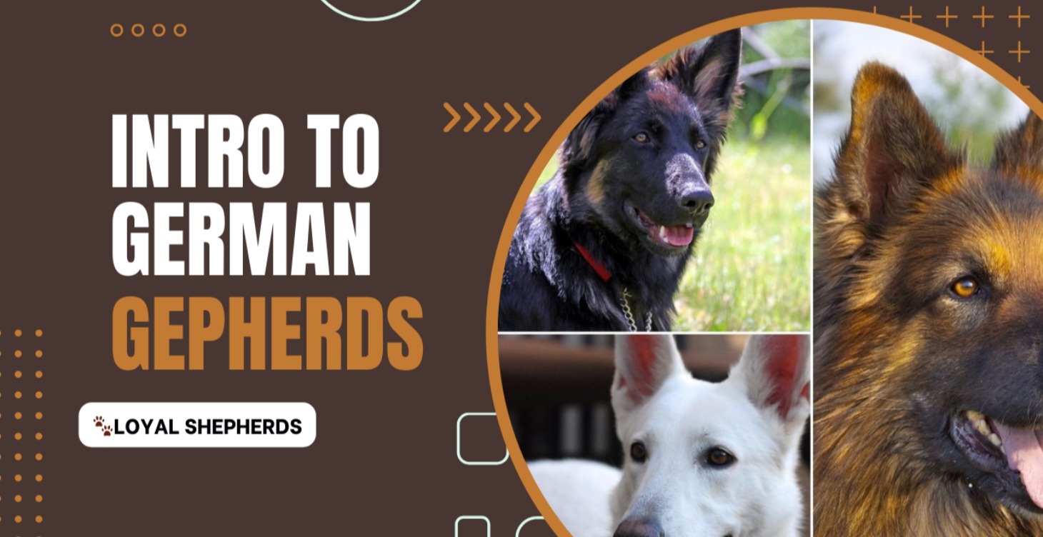 Introduction to German Shepherds