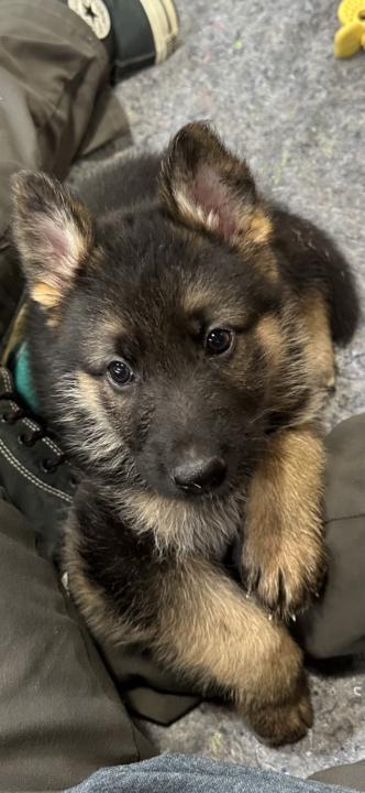 Scout finds his home!