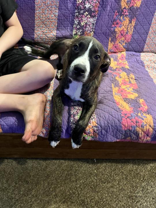Lena and Lucy and my other two babies, of course