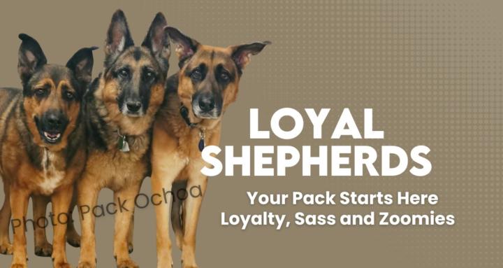 Loyal Shepherds
