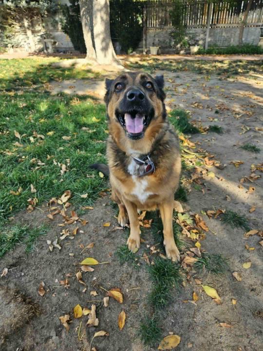 One thing about being a dog trainer....