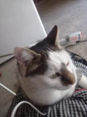 Erdenetuya Chuluunbaatar