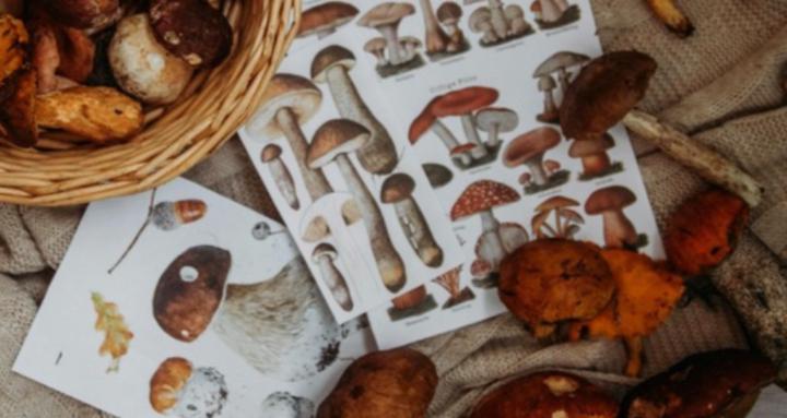 Les champignons de A à Z