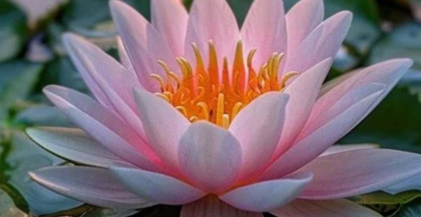 Pranayama breath work for anxiety relief