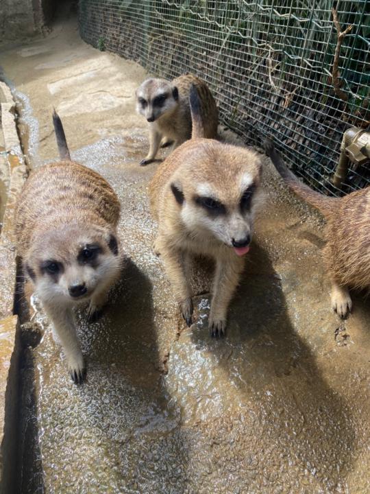 Miguel Ángel Galán Negrillo
