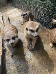 Miguel Ángel Galán Negrillo