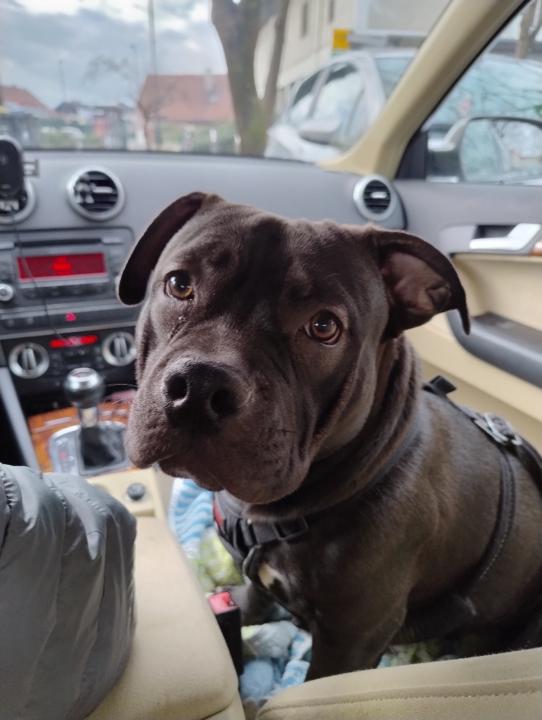 Alexette Gabrielle Darc