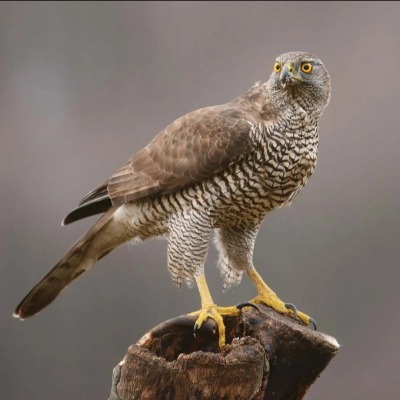 Bozidar Hawk