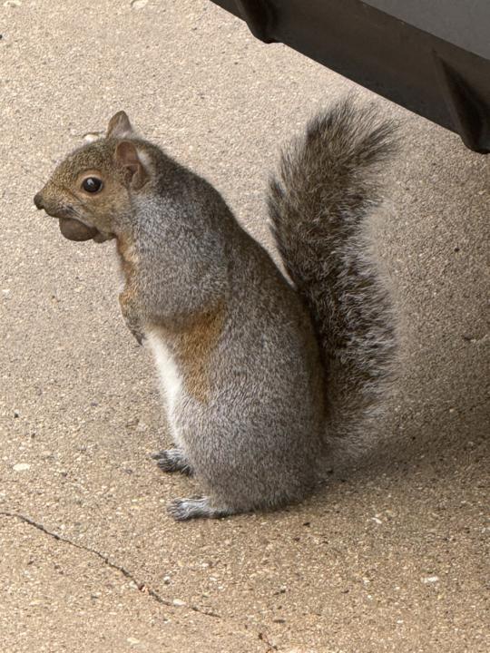 🐿️ Squirrel Energy… or Shiny Object Syndrome? 🪩