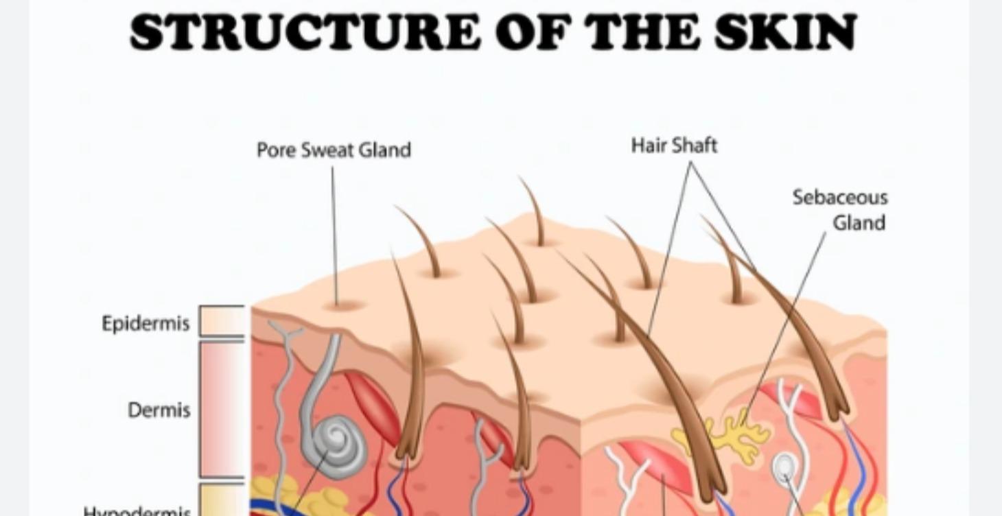 Anatomy & Physiology for Medical Aesthetic (Intro)