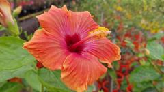 Mohammad Mohammadigorji