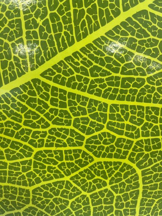 Fernando Narvaez