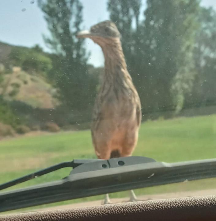 Evencio Avila Herrera