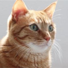 Onunya Chanpen
