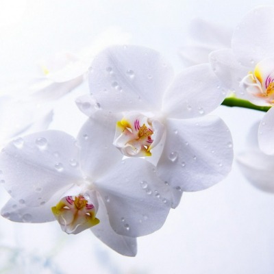 S. Yuen