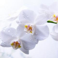 S. Yuen