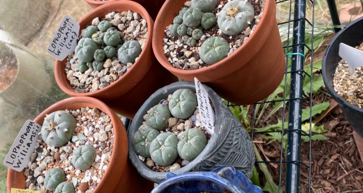 Cactus connection