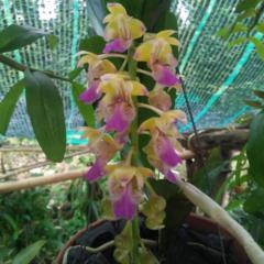 Ngọc Diểm Nguyễn