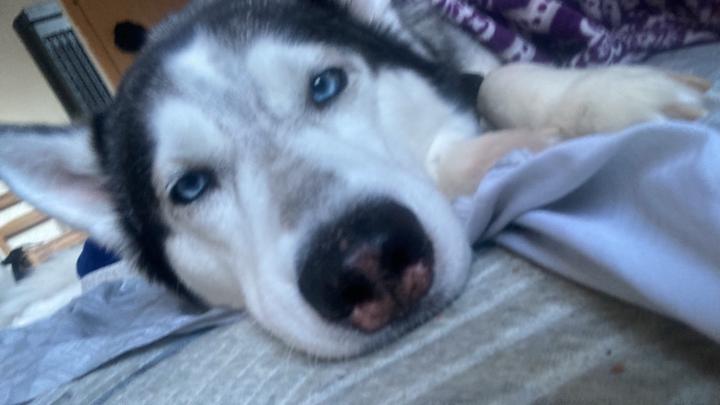 Alejandro GomezGuerrero