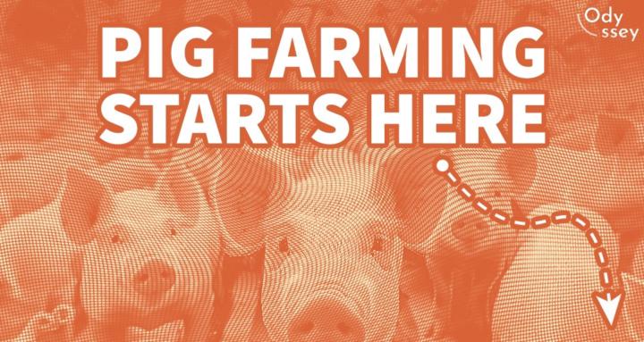 Pig Farming Made Simple