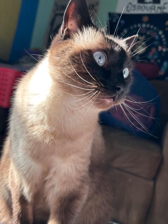 Allison Rasa