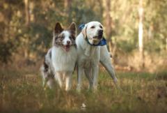 שחר אברמוביץ