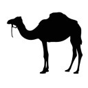 Mad Camel