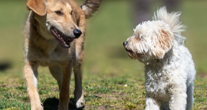 Hero Dogs
