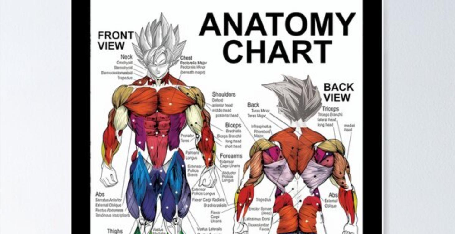 Muscle Library