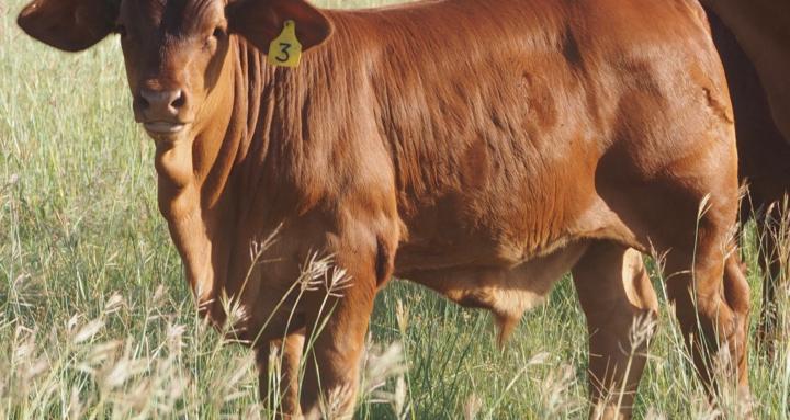 Cattle Selection 101