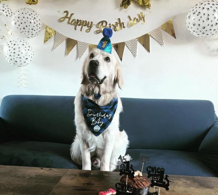 My golden retriever's 1st and last ever 1 year old birthday Pawty.