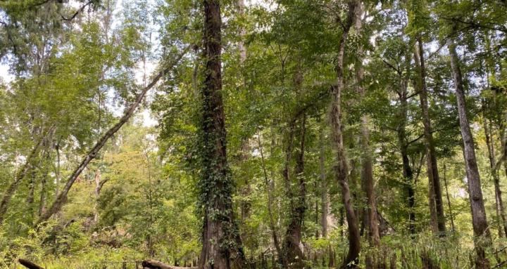 ALIGNMENTribe - Tribe of Men