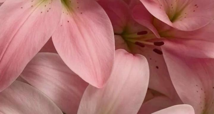 The Petal Pack