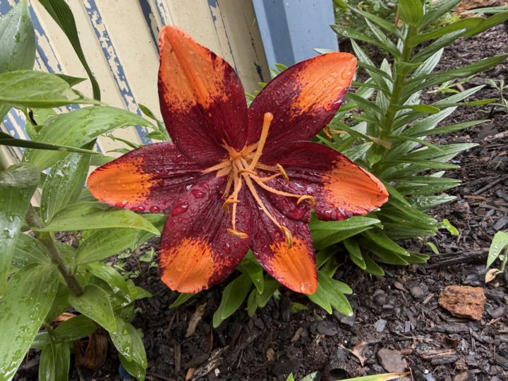 My beautiful flowers 