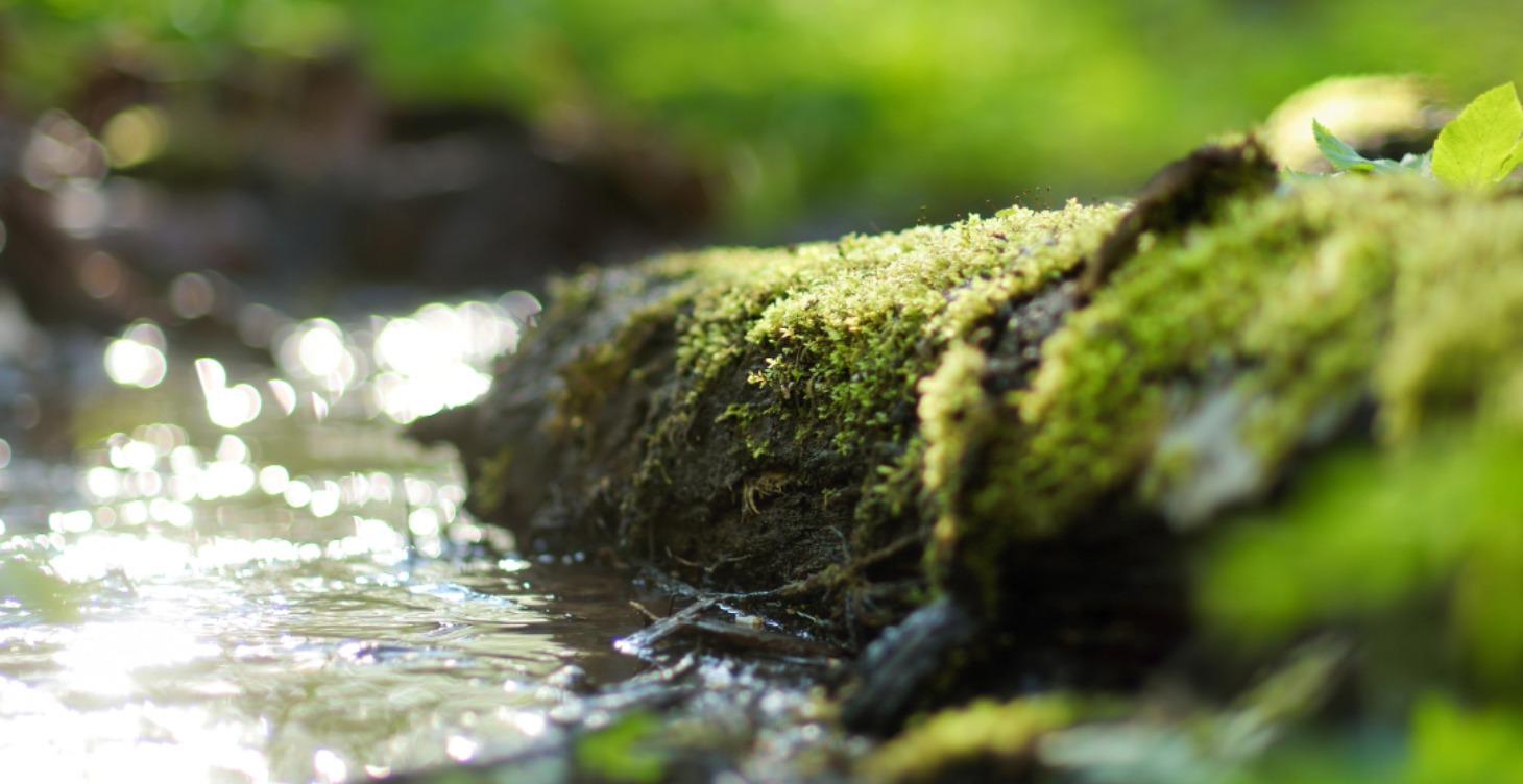 COURSE 4: Water Sourcing & Purification