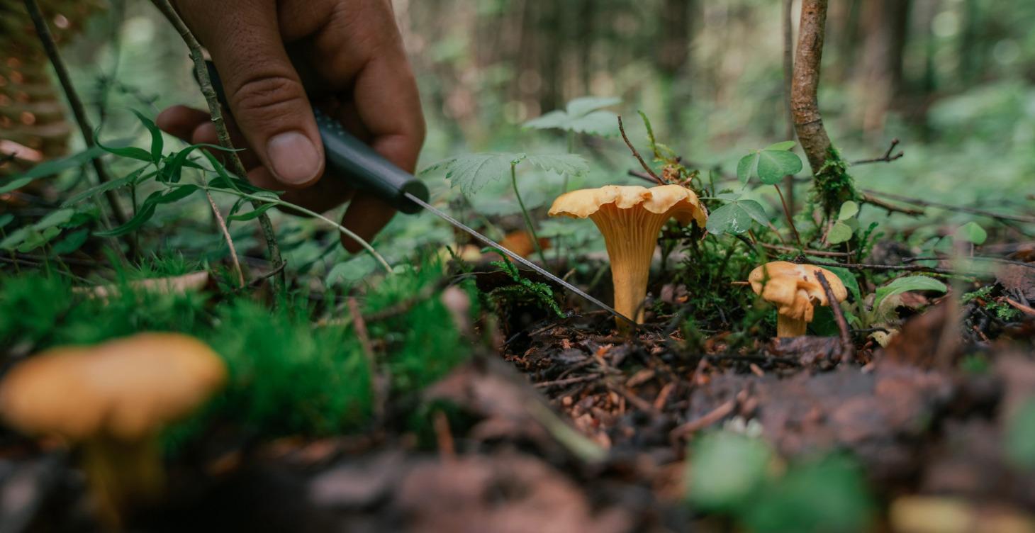 COURSE 2 Wild Food Foraging – From Forest to Plate