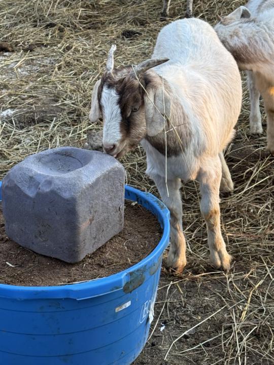 Teddys Goat Has Pneumonia 