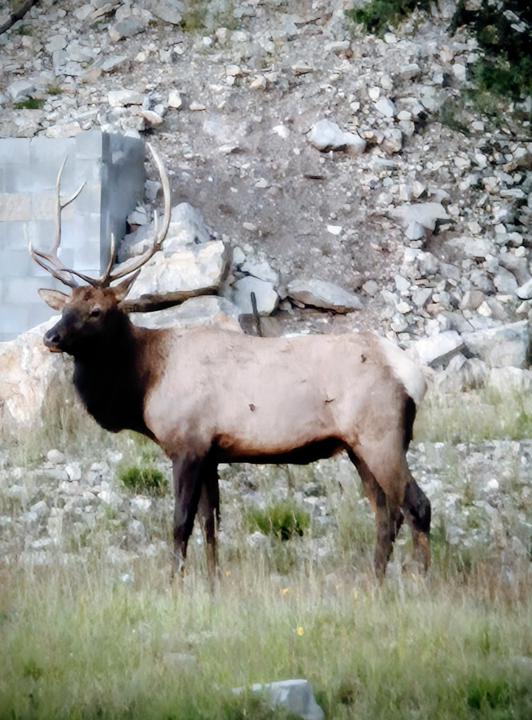 Elk