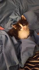 Julián David Serrano Ramírez